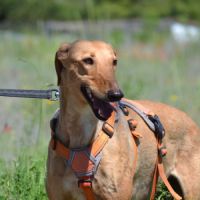 Mochi,  une merveille,  galga douce et magnifique #1