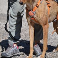 Mochi,  une merveille,  galga douce et magnifique #2