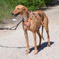 Mochi,  une merveille,  galga douce et magnifique #4