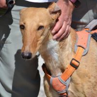 Mochi,  une merveille,  galga douce et magnifique