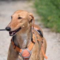 Mochi,  une merveille,  galga douce et magnifique #6