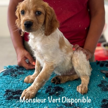 Superbes chiots epagneul breton orange & blanc lof #1