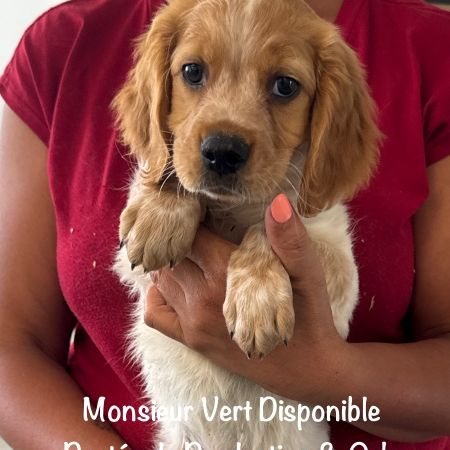Superbes chiots epagneul breton orange & blanc lof #2