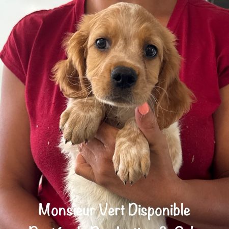 Superbes chiots epagneul breton orange & blanc lof #0