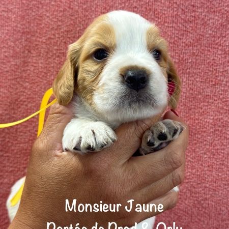 Superbes chiots epagneul breton orange & blanc lof #1