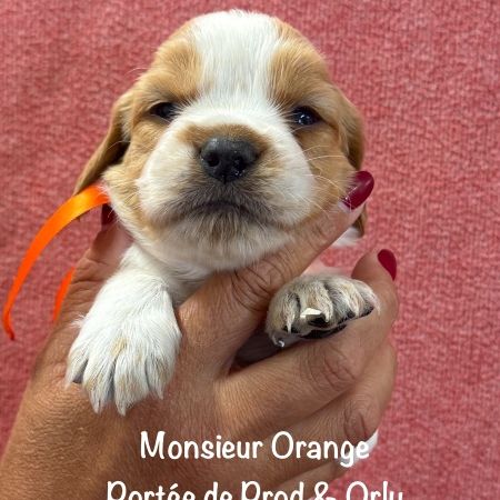 Superbes chiots epagneul breton orange & blanc lof #3