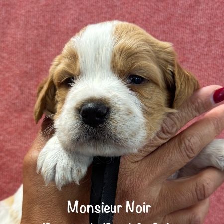 Superbes chiots epagneul breton orange & blanc lof #5