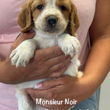 Superbes chiots epagneul breton orange & blanc lof