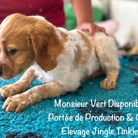 Superbes chiots epagneul breton orange & blanc lof #4