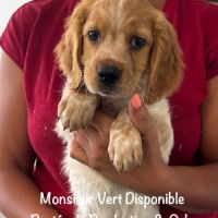 Superbes chiots epagneul breton orange & blanc lof #2