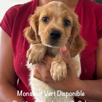 Superbes chiots epagneul breton orange & blanc lof