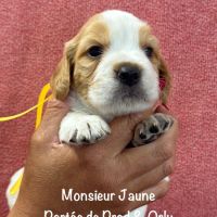 Superbes chiots epagneul breton orange & blanc lof #1