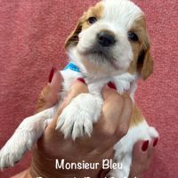 Superbes chiots epagneul breton orange & blanc lof #2