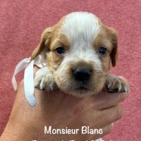 Superbes chiots epagneul breton orange & blanc lof