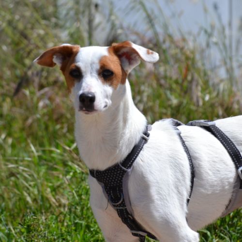 Aire sociable caline et joyeuse,  adorable  10 kg #1