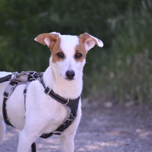 Aire sociable caline et joyeuse,  adorable  10 kg #2