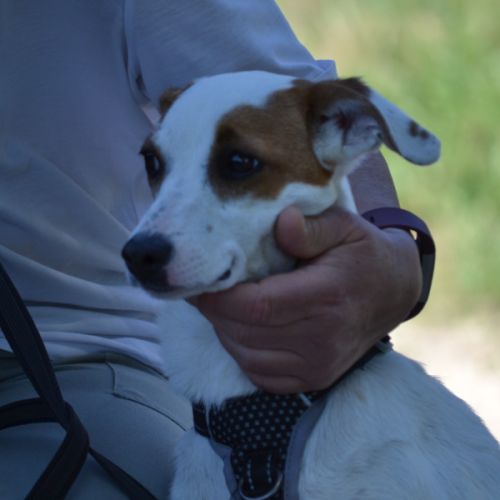 Aire sociable caline et joyeuse,  adorable  10 kg #4