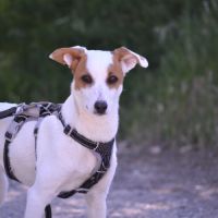Aire sociable caline et joyeuse,  adorable  10 kg #2