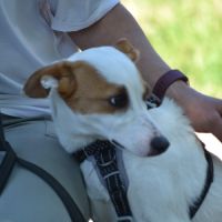 Aire sociable caline et joyeuse,  adorable  10 kg