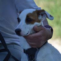 Aire sociable caline et joyeuse,  adorable  10 kg #4