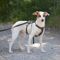Aire sociable caline et joyeuse,  adorable  10 kg #5
