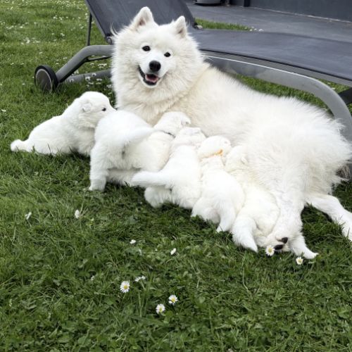 A vendre magnifique chiots samoyède lof #2