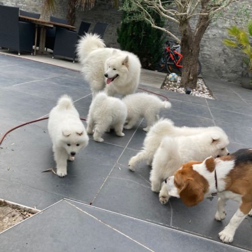A vendre magnifique chiots samoyède lof #4