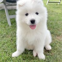A vendre magnifique chiots samoyède lof #1