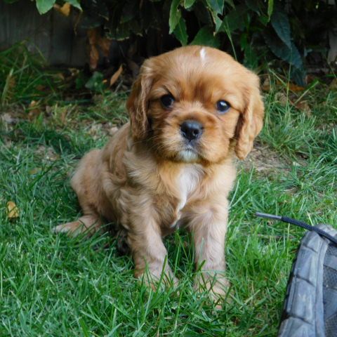 Vend chiot cavalier king charles lof #0