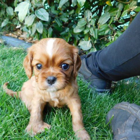 Vend chiot cavalier king charles lof #3