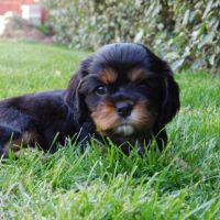 Vend chiot cavalier king charles lof #1
