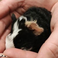 Cochon d'inde texels