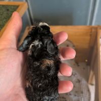 Cochon d'inde texels #3