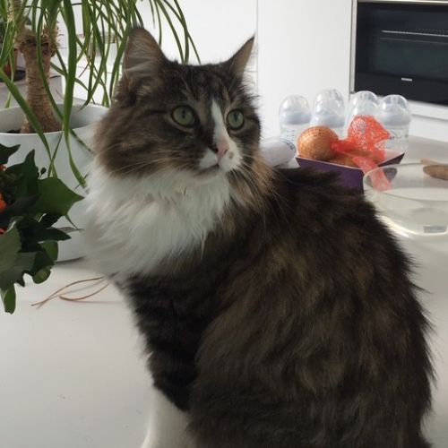 Super chat à adopter ou à garder