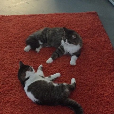 Super chat à adopter ou à garder #2