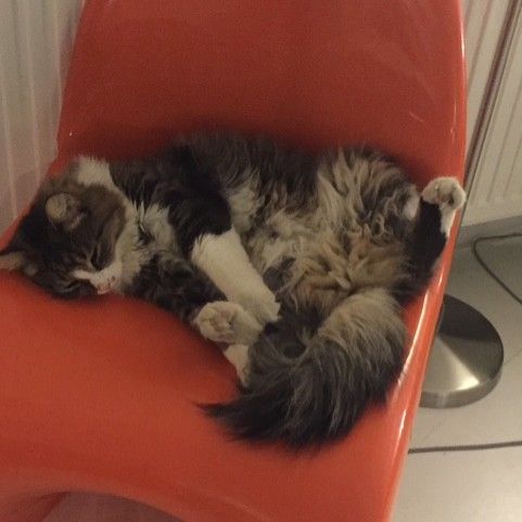 Super chat à adopter ou à garder #4