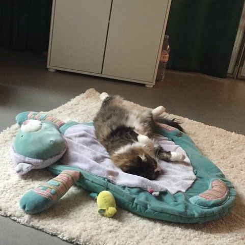 Super chat à adopter ou à garder #5