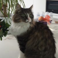 Super chat à adopter ou à garder #0