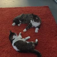 Super chat à adopter ou à garder #2