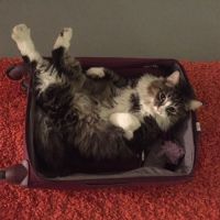 Super chat à adopter ou à garder #3