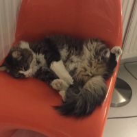 Super chat à adopter ou à garder #4