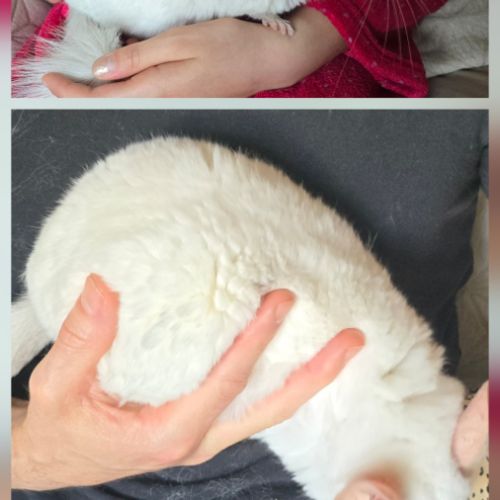 Femelle chinchilla blanche