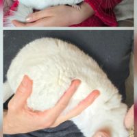 Femelle chinchilla blanche