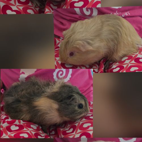 4 jeunes femelles cochons d’inde