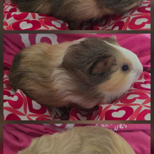 4 jeunes femelles cochons d’inde #2