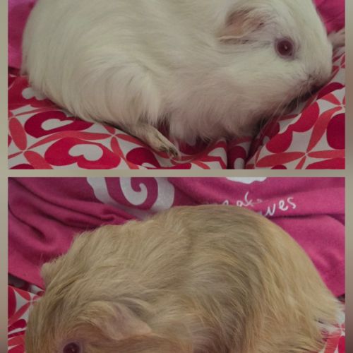 2 jeunes femelles cochons d’inde