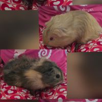 4 jeunes femelles cochons d’inde #0