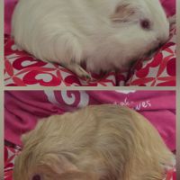 2 jeunes femelles cochons d’inde