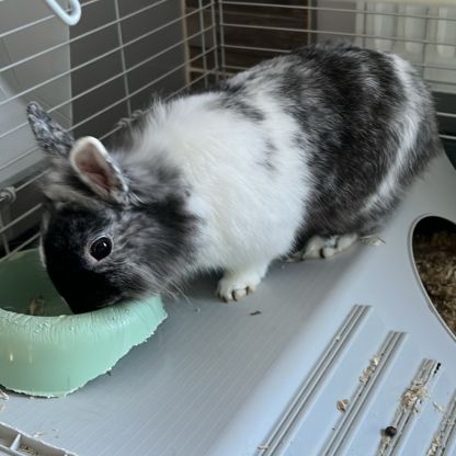 Lapin tête de lion