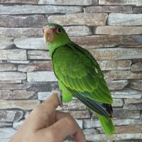Albifrons nana eam #2